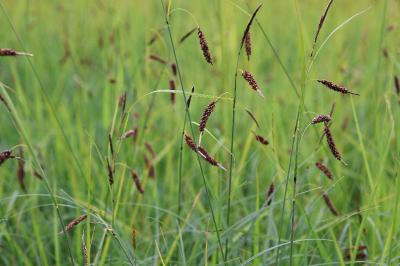Carex flacca