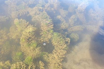 Ceratophyllum demersum