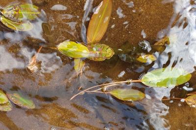 Potamogeton nodosus