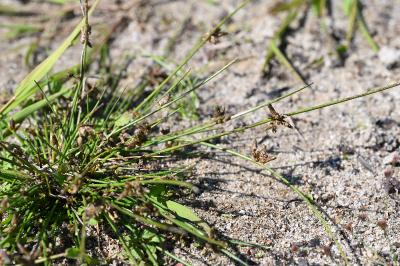 Schoenoplectiella supina