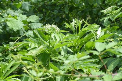 Sambucus ebulus