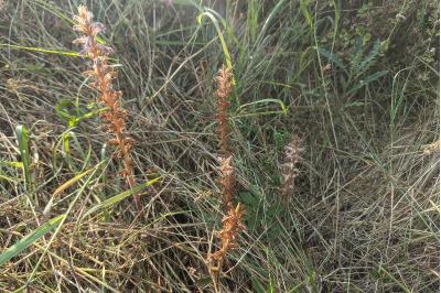 Orobanche minor
