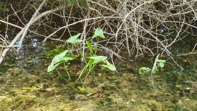 Sagittaria sagittifolia
