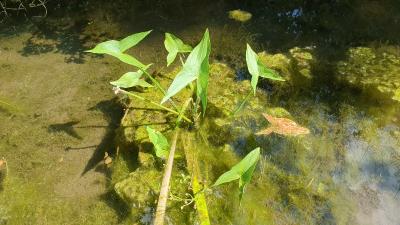 Sagittaria sagittifolia