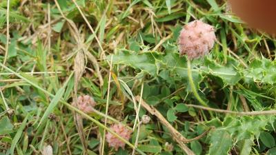 Trifolium fragiferum