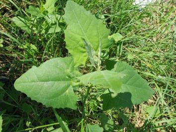 Atriplex prostrata