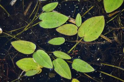 Caldesia parnassifolia