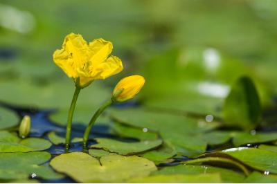 Nymphoides peltata