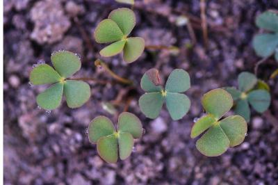 Marsilea quadrifolia