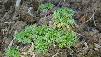 Hottonia palustris