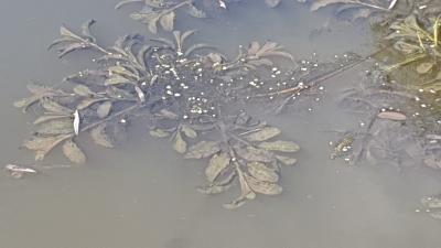 Potamogeton lucens