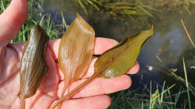 Potamogeton coloratus
