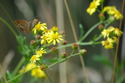 Jacobaea aquatica