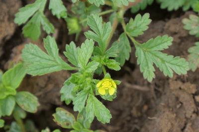 Potentilla supina
