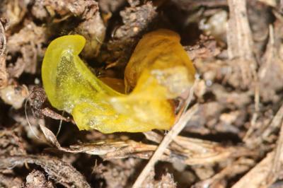 Utricularia tenuicaulis