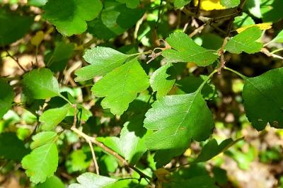 Crataegus laevigata