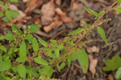 Lipandra polysperma