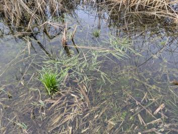 Glyceria fluitans