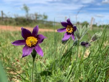 Pulsatilla vulgaris