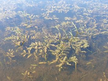 Potamogeton lucens