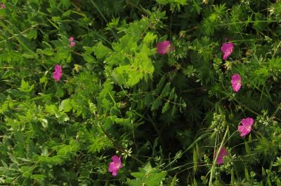 Geranium sanguineum
