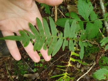 Polypodium vulgare