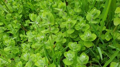 Hypericum elodes