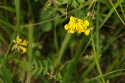 Hippocrepis comosa