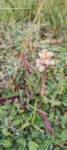 <i>Orobanche picridis-hieracioidis</i>