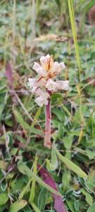 <i>Orobanche picridis-hieracioidis</i>