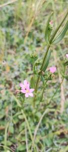 <i>Centaurium erythraea</i>