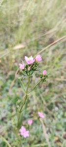 <i>Centaurium erythraea</i>