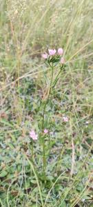 <i>Centaurium erythraea</i>