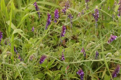 Vicia villosa