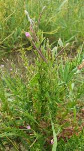 <i>Epilobium</i>