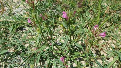 <i>Misopates orontium</i>
