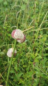 <i>Allium vineale</i>