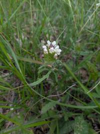 <i>Prunella laciniata</i>
