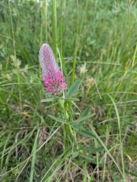<i>Trifolium rubens</i>