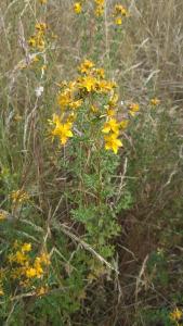 <i>Hypericum perforatum</i>