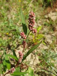 <i>Persicaria lapathifolia</i>