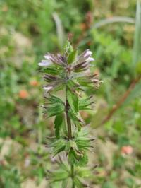 <i>Stachys arvensis</i>