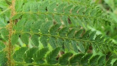<i>Polystichum setiferum</i>