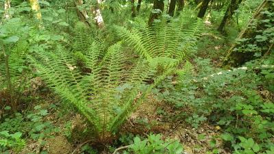 <i>Polystichum setiferum</i>