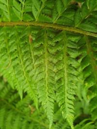 <i>Polystichum aculeatum</i>