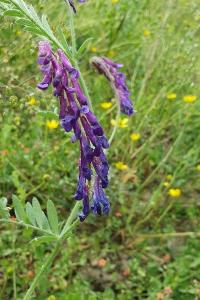 <i>Vicia villosa</i>
