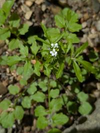 <i>Cardamine flexuosa</i>