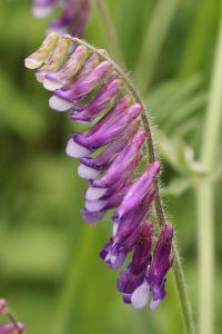 <i>Vicia villosa</i>