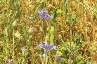 <i>Cyanus segetum</i>