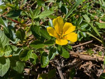 <i>Ludwigia peploides</i>